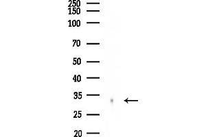 anti-Neurexophilin 4 (NXPH4) (Internal Region) antibody