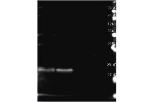 Rabbit anti B-Phycoerythrin antibody (200-4199 lot 25411) was used to detect B-Phycoerythrin under reducing (R) conditions. (B-Phycoerythrin 抗体)