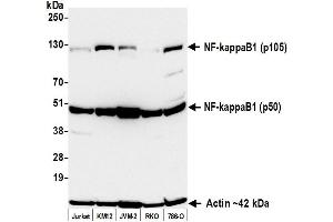 Western Blotting (WB) image for anti-Nuclear Factor of kappa Light Polypeptide Gene Enhancer in B-Cells 1 (NFKB1) (AA 1-50) antibody (ABIN7795779)