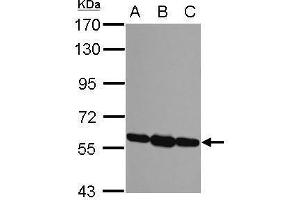 WB Image Sample (30 ug of whole cell lysate) A: NIH-3T3 B: JC C: BCL-1 7.