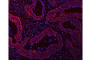 IF analysis of SCO1 using anti-SCO1 antibody (ABIN7600609).