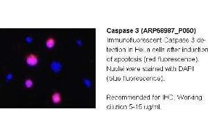 Image no. 2 for anti-Caspase 3 (CASP3) (C-Term) antibody (ABIN2787903) (Caspase 3 抗体  (C-Term))