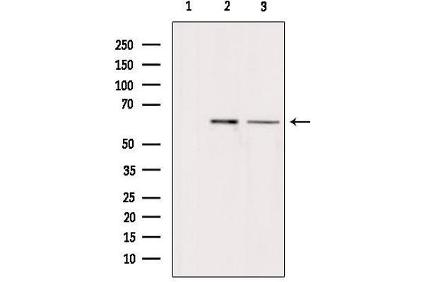 Arylsulfatase H 抗体