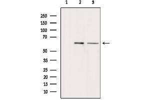 Western blot analysis of extracts from various samples, using ARSH Antibody. (Arylsulfatase H 抗体)
