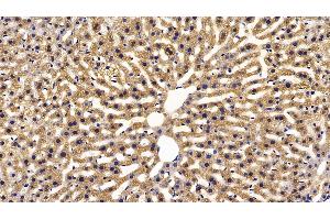 Detection of FABP1 in Mouse Liver Tissue using Polyclonal Antibody to Fatty Acid Binding Protein 1 (FABP1)