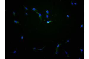 Immunofluorescence staining of NIH/3T3 cells with ABIN7151831 at 1:100, counter-stained with DAPI. (EPHA1 抗体  (AA 242-564))