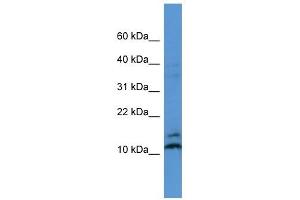 MAGOH antibody (70R-10030) used at 0. (MAGOH 抗体  (N-Term))