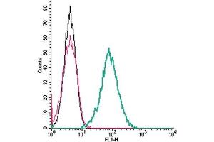 Cell surface detection of Endothelin  Receptor B  by indirect flow cytometry in live intact mouse  J774 macrophage cell line: + goat-anti-rabbit-FITC.