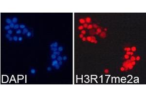 Immunofluorescence (IF) image for anti-Histone 3 (H3) (H3R17me2a) antibody (ABIN1872982) (Histone 3 抗体  (H3R17me2a))
