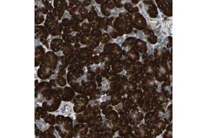 Immunohistochemical staining (Formalin-fixed paraffin-embedded sections) of human pancreas with SYVN1 polyclonal antibody  shows strong cytoplasmic positivity in exocrine glandular cells (SYVN1 抗体)