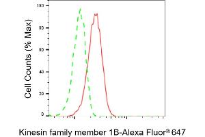 Flow cytometric analysis of Kinesin family member 1B expression in C2C12 cells using Kinesin family member 1B antibody (ABIN7799201), 1:2,000). (KIF1B 抗体)