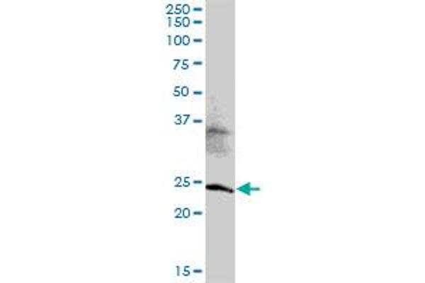 MED20 antibody  (AA 1-212)