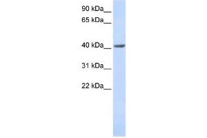 Western Blotting (WB) image for anti-SET and MYND Domain Containing 3 (SMYD3) antibody (ABIN2459439) (SMYD3 抗体)