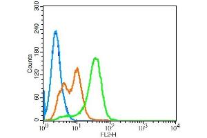 K562 cells probed with Leptin receptor Polyclonal Antibody, Unconjugated  at 3ug for 30 minutes followed by incubation with a conjugated secondary (PE Conjugated) (green) for 30 minutes compared to control cells (blue), secondary only (light blue) and isotype control (orange). (Leptin Receptor 抗体  (AA 501-600))