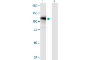 Western Blotting (WB) image for anti-General Transcription Factor II I Repeat Domain-Containing 1 (GTF2IRD1) (AA 1-959) antibody (ABIN523047)