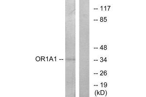 Western Blotting (WB) image for anti-Olfactory Receptor, Family 1, Subfamily A, Member 1 (OR1A1) (C-Term) antibody (ABIN1853194) (OR1A1 抗体  (C-Term))