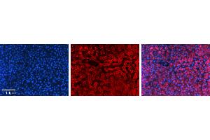 Immunohistochemistry (IHC) image for anti-Glyceraldehyde-3-Phosphate Dehydrogenase (GAPDH) (N-Term) antibody (ABIN2778645)