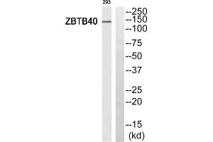 Western blot analysis of extracts from 293 cells, using ZBTB40 antibody. (ZBTB40 抗体  (C-Term))