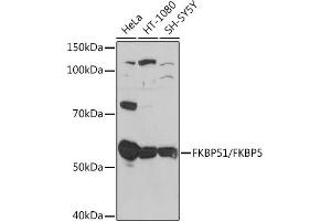 Western blot analysis of extracts of various cell lines, using FKBP51/FKBP5 Rabbit mAb (ABIN7267213) at 1:1000 dilution. (FKBP5 抗体)