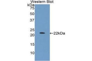 Western Blotting (WB) image for anti-Insulin-Like Growth Factor Binding Protein 1 (IGFBPI) (AA 112-263) antibody (ABIN1859301) (IGFBPI 抗体  (AA 112-263))
