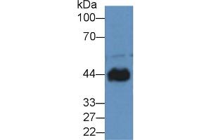 Western blot analysis of Dog Heart lysate, using Rabbit Anti-Dog CKM Antibody (2 µg/ml) and HRP-conjugated Goat Anti-Rabbit antibody (abx400043, 0. (CKM 抗体  (AA 11-367))