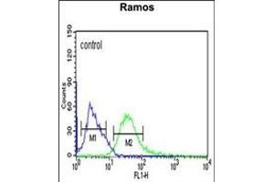 PHGDH Antibody (Center) (ABIN650767 and ABIN2839544) flow cytometric analysis of Ramos cells (right histogram) compared to a negative control cell (left histogram). (PHGDH 抗体  (AA 249-277))