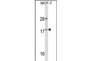 CDK2 Antibody (Center) (ABIN1881193 and ABIN2838367) western blot analysis in MCF-7 cell line lysates (35 μg/lane). (CDK2AP2 抗体  (AA 64-92))