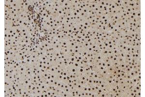 ABIN6273010 at 1/100 staining Rat liver tissue by IHC-P. (NASP 抗体  (C-Term))