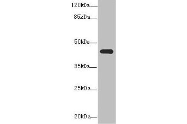 NR2E1 Antikörper  (AA 106-385)