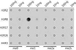 Dot-blot analysis of all sorts of methylation peptides using MonoMethyl-Histone H3-R8 antibody (ABIN3017482, ABIN3017483, ABIN3017484 and ABIN6220107) at 1:1000 dilution. (Histone 3 抗体  (H3R8me))