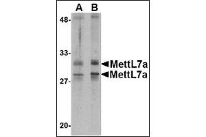 Western blot analysis of MettL7A in MCF cell lysate with this product at 2 μg/ml.