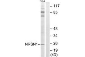Western blot analysis of extracts from HeLa cells, using NRSN1 Antibody. (Neurensin 1 抗体  (AA 121-170))