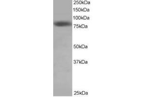 Image no. 1 for anti-NDC80 Kinetochore Complex Component Homolog (NDC80) (C-Term) antibody (ABIN374264) (NDC80 抗体  (C-Term))