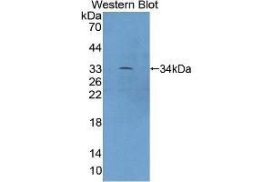 Detection of Recombinant XYLT2, Mouse using Polyclonal Antibody to Xylosyltransferase II (XYLT2) (XYLT2 抗体  (AA 596-865))