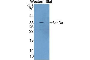 Detection of Recombinant XYLT2, Mouse using Polyclonal Antibody to Xylosyltransferase II (XYLT2) (XYLT2 抗体  (AA 596-865))