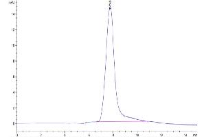 The purity of Cynomolgus BSPII is greater than 95 % as determined by SEC-HPLC. (IBSP Protein (AA 17-318) (His tag))