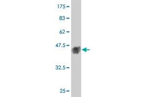 Western Blot detection against Immunogen (38. (MAPK12 抗体  (AA 251-367))