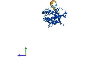 Protein Structure (PS) image for Myosin Light Chain 4, Alkali, Atrial, Embryonic (MYL4) (AA 1-193) protein (His tag) (ABIN7562778)