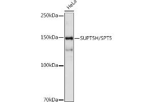 Western blot analysis of extracts of HeLa cells, using SUPT5H/SPT5 antibody (ABIN7270878) at 1:1000 dilution. (SUPT5H 抗体)
