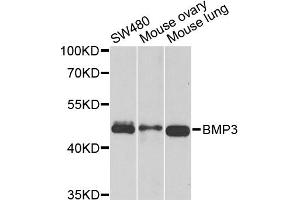 Western blot analysis of extracts of various cell lines, using BMP3 antibody (ABIN5975705) at 1/1000 dilution. (BMP3 抗体)