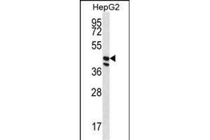 POFUT1 Antibody (C-term) (ABIN656675 and ABIN2845914) western blot analysis in HepG2 cell line lysates (35 μg/lane). (POFUT1 抗体  (C-Term))