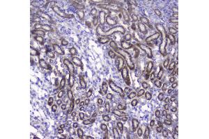 Immunohistochemistry (IHC) image for anti-Cytochrome C Oxidase Subunit IV Isoform 1 (COX4I1) (AA 59-169) antibody (ABIN5692827)