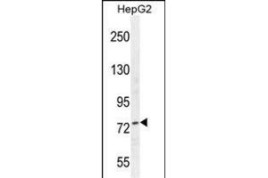 NCL Antibody (Center ) (ABIN655626 and ABIN2845105) western blot analysis in HepG2 cell line lysates (35 μg/lane). (Nucleolin 抗体  (AA 428-455))