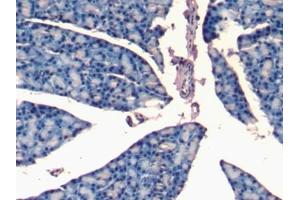 Detection of NPPA in Rat Pancreas Tissue using Polyclonal Antibody to Natriuretic Peptide Precursor A (NPPA)