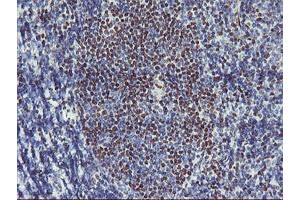 Image no. 1 for anti-Glucosidase, Beta, Acid 3 (Cytosolic) (GBA3) (AA 1-150), (AA 370-469) antibody (ABIN1490587) (GBA3 抗体  (AA 1-150, AA 370-469))