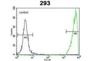 Flow cytometric analysis of 293 cells using GNAS Antibody (C-term) Cat. (GNAS 抗体  (C-Term))