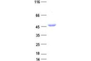 Western Blotting (WB) image for Antizyme Inhibitor 1 (AZIN1) protein (DYKDDDDK Tag) (ABIN2715096)