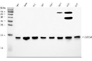 Western blot analysis of COX5B using anti-COX5B antibody (ABIN7598975).