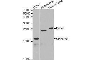Western blot analysis of extracts of various cell lines, using SPINLW1 antibody. (Eppin 抗体  (AA 22-133))