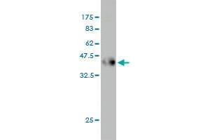 Western Blotting (WB) image for anti-Cyclin-dependent kinases regulatory subunit 2 (CKS2) (AA 1-79) antibody (ABIN560393)